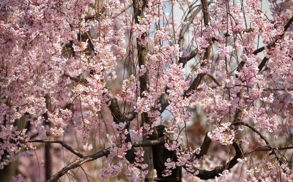 Kiraz çiçeği sakura Tokyo Japonya — Stok fotoğraf