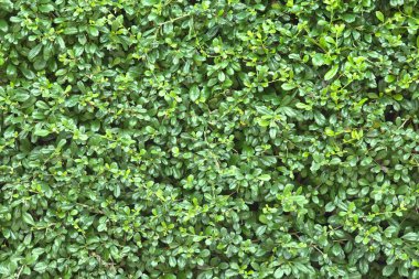 Güzel yeşil yapraklar arka plan