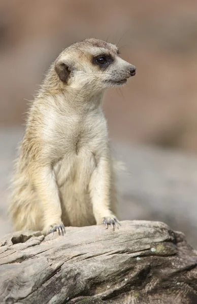 Meerkat bonito (Suricado ) — Fotografia de Stock