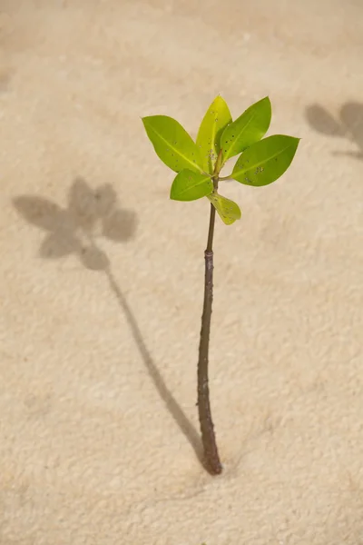 Young mangrove tree — Stock Photo, Image