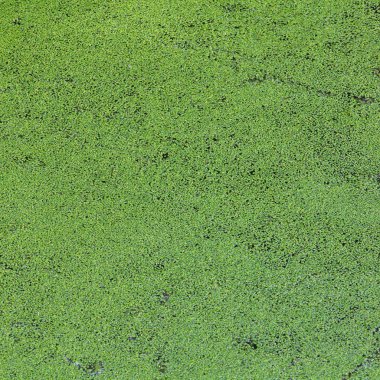 Yeşil beton duvar dokusu arkaplanı