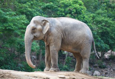 Asya fili yürüyüş