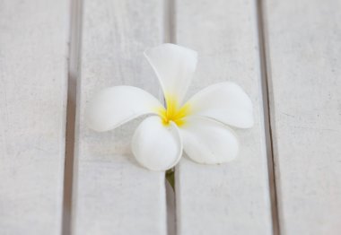 Küçük beyaz çiçek