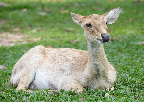 Cerfs dans la nature sauvage — Photo