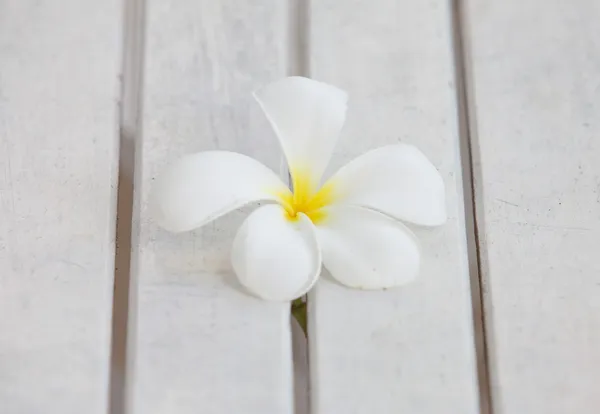 Little white flower — Stock Photo, Image