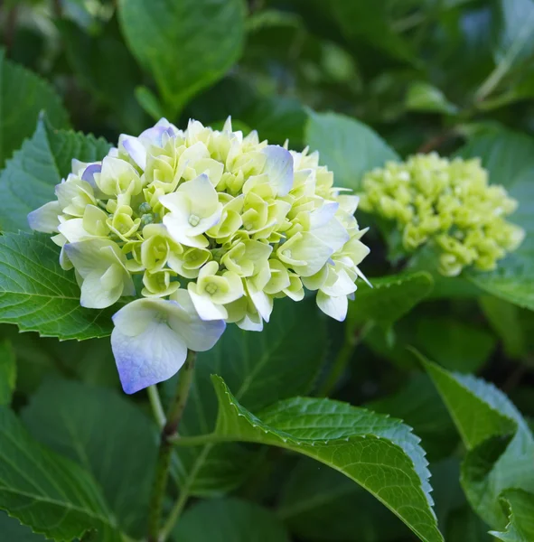 Fiore di ortensia blu — Foto Stock