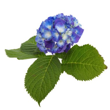 Beautiful hydrangea flower clipart