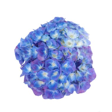 Güzel ortanca çiçeği