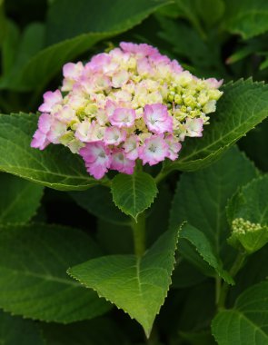 güzel ortanca çiçek çiçeklenme 