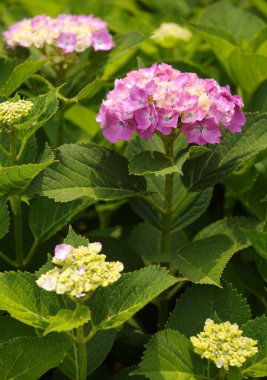 Lantana camara çiçeği