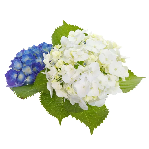 Beautiful hydrangea flower — Stock Photo, Image
