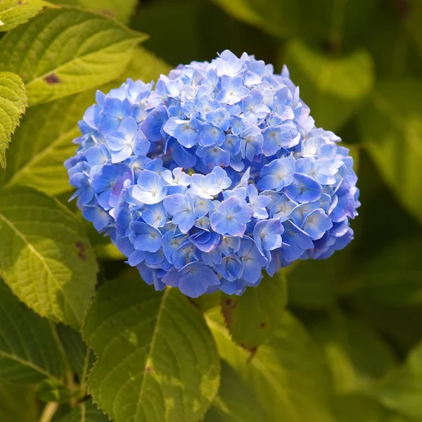 Bello fiore ortensia fioritura — Foto Stock