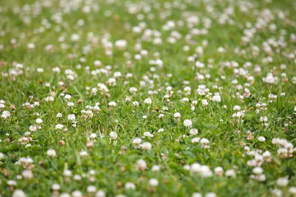 Белые цветы на зеленом поле — стоковое фото