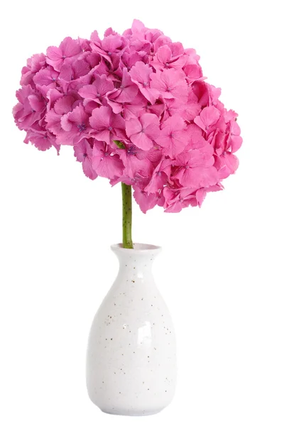 Mooie hortensia bloem — Stockfoto