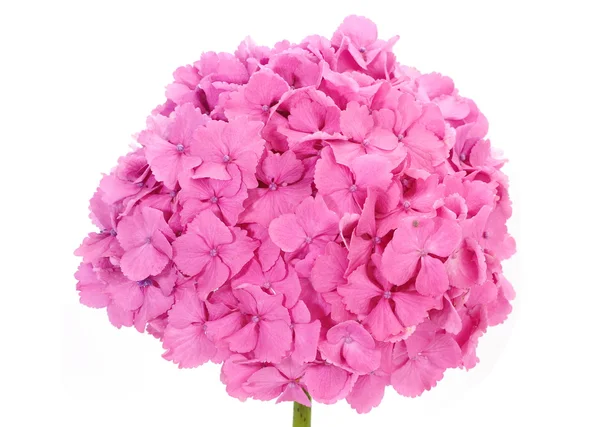 Beautiful hydrangea flower — Stock Photo, Image
