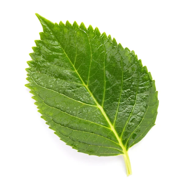 Green leaf on white — Stock Photo, Image