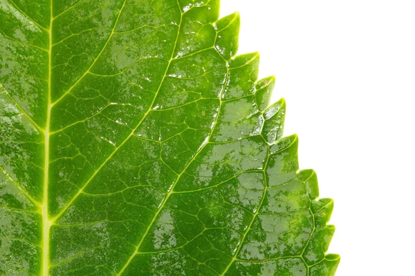 Зелений лист на білому — стокове фото