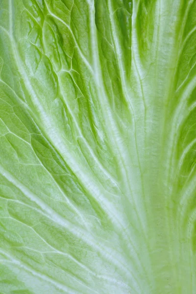 Red lettuce — Stock Photo, Image