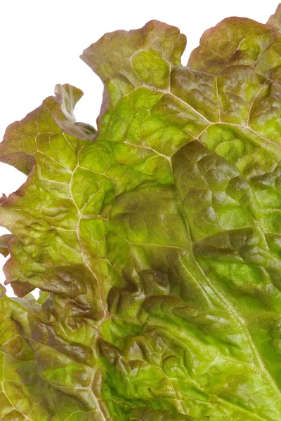 Red lettuce — Stock Photo, Image