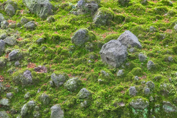 Grüner Moos-Hintergrund — Stockfoto