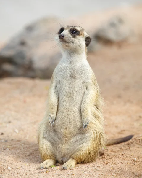 Härlig meerkat stående och tittar just nu — Stockfoto