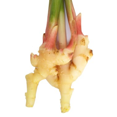 taze zencefil kökü