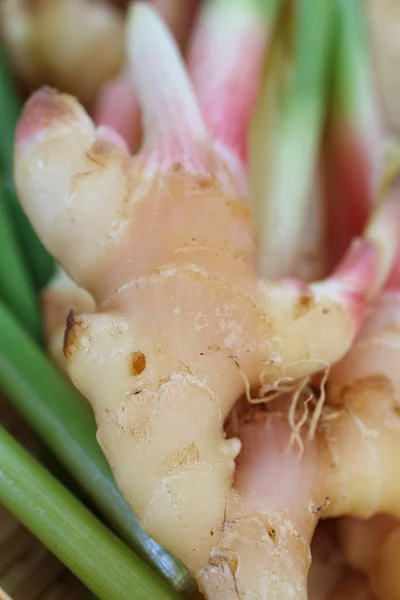 Raíz de jengibre fresca vegetal —  Fotos de Stock