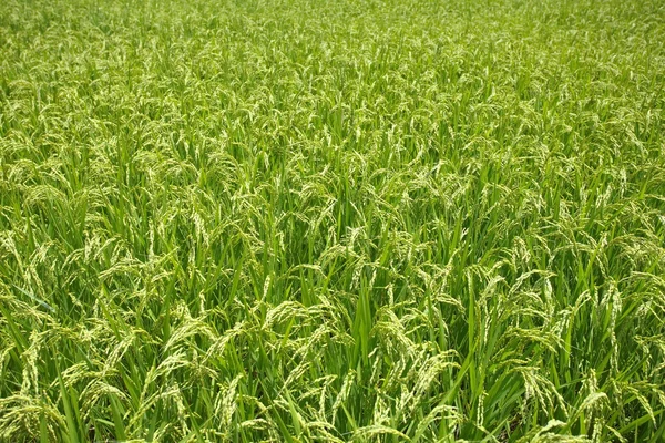 Natural green rice field — Stock Photo, Image