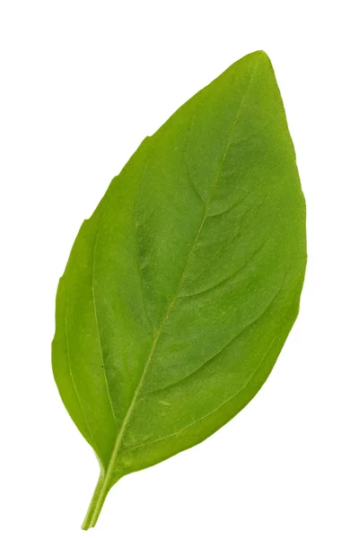 Basil leaves — Stock Photo, Image