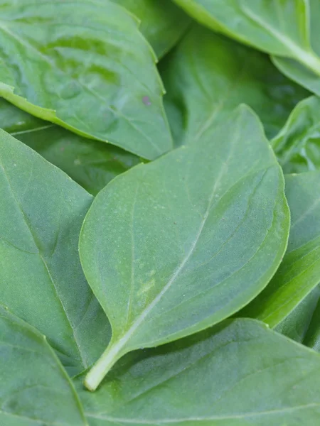 Basil leaves — Stock Photo, Image