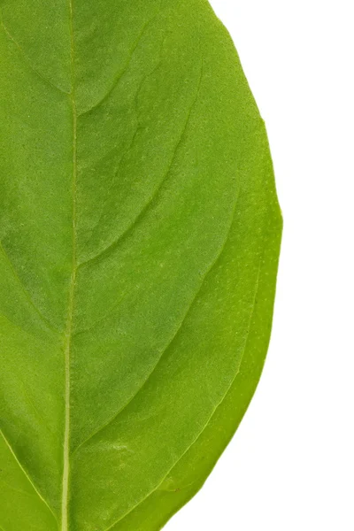 Basil leaves — Stock Photo, Image