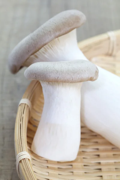 Cogumelos Boletus — Fotografia de Stock