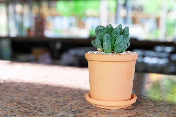 Petit Cactus Dans Pot Marron Décoré Sur Comptoir Cuisine — Photo