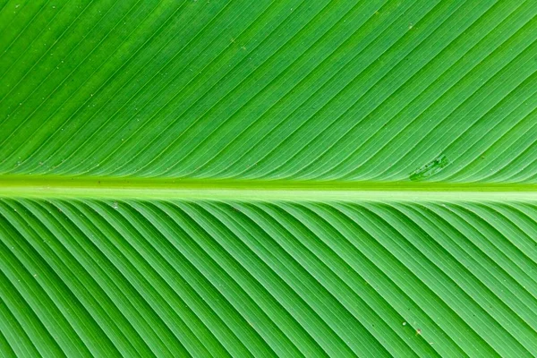 Gros Plan Feuilles Vertes Fond Naturel Nature Fond Feuilles Arbre — Photo