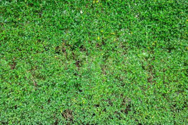 Uzun yeşil çit ya da yeşil yaprak duvarı. Arkaplan tasarımı için yeşil çimen duvar dokusu ve eko duvar ve sanat için die-cut. Bahçedeki güzel yeşil çimenler ve çitler. Koruma ve güzellik için çit ağaçları.