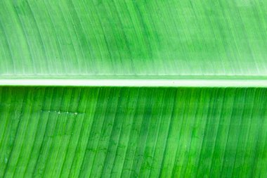 Yeşil yaprakların yakın plan doğa arka planı. Ağaç yapraklarının doğa arkaplanı desen ve arkaplan pürüzsüz