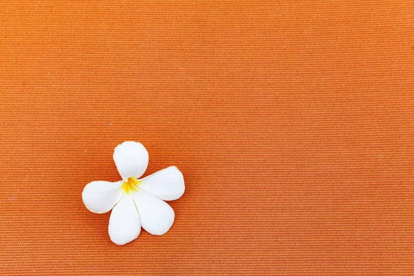 Белые Цветы Помещаются Коричневом Хлопковом Фоне Использования Качестве Фона — стоковое фото