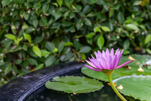 Small Purple Lotus Flower Terracotta Bath — Stock Photo, Image