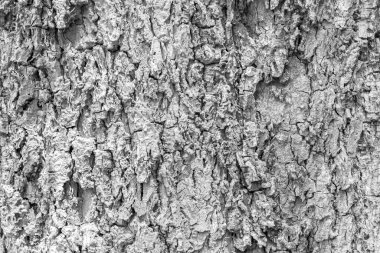 Ağaç kabuğu dokusu çatlakları ve arka plan pürüzsüz