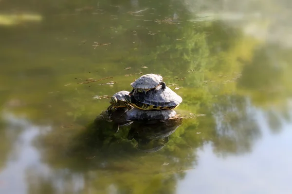 Tortugas en el lago — Foto de Stock