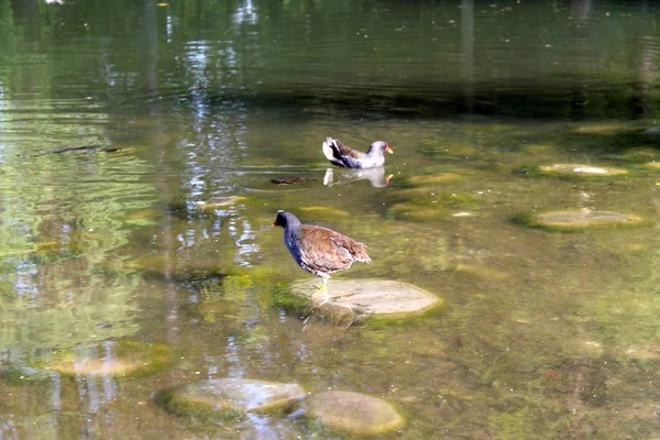 Vogel op lake — Stockfoto