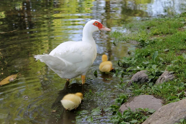 Patos no lago — Fotografia de Stock