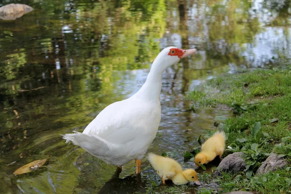 Ankor på sjön — Stockfoto