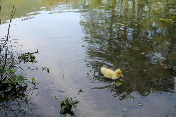 Eenden op meer — Stockfoto