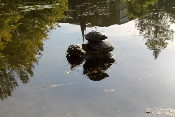 Schildkröten auf dem See — Stockfoto