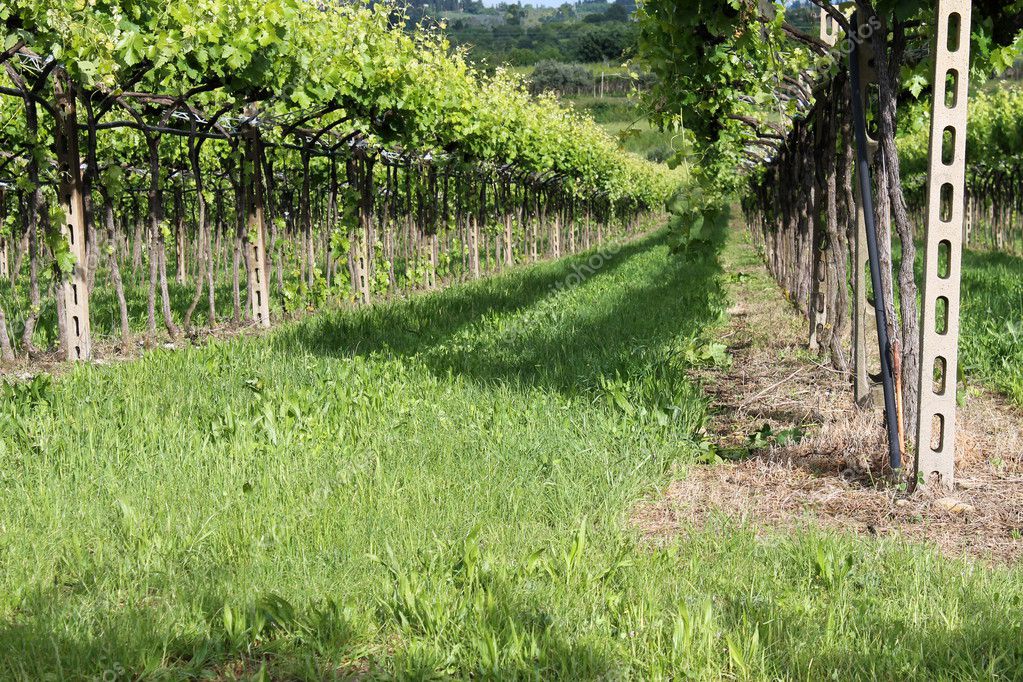 Vigne Et Vignobles Image Libre De Droit Par Spetenfina C