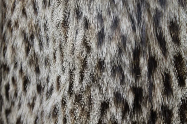 Leopard fur — Stock Photo, Image