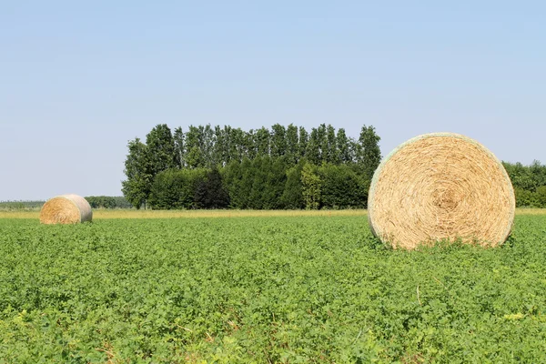 Hay in the countryside — Stock Photo, Image