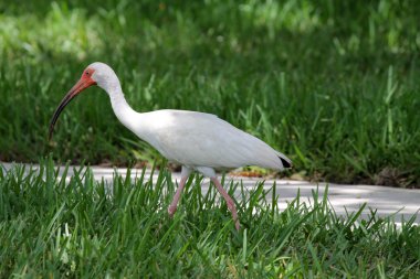 çimenlerin üzerinde beyaz kuş