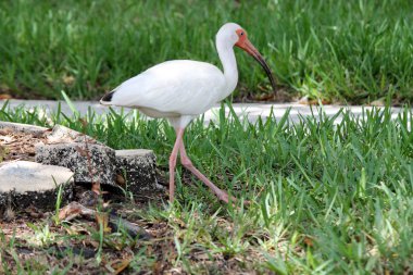 çimenlerin üzerinde beyaz kuş